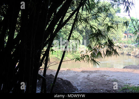 Forêt de bambous ini Bandung. Banque D'Images