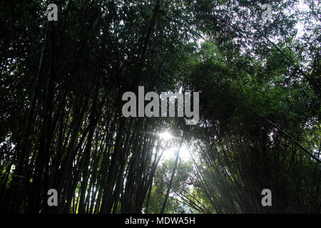 Forêt de bambous ini Bandung. Banque D'Images