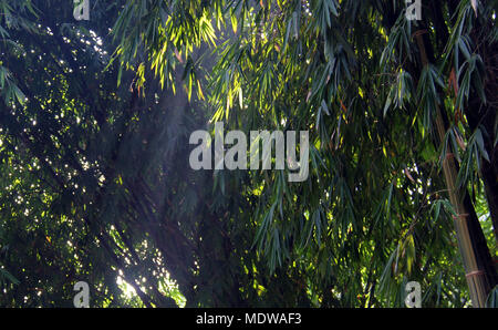 Forêt de bambous ini Bandung. Banque D'Images