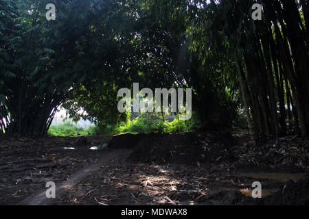 Forêt de bambous ini Bandung. Banque D'Images