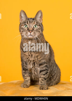 Femme chat tigré assis sur un pouf jaune regardant la caméra sur un fond jaune Banque D'Images