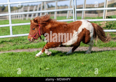 Un tournant Shetlandpony sur un pré vert Banque D'Images