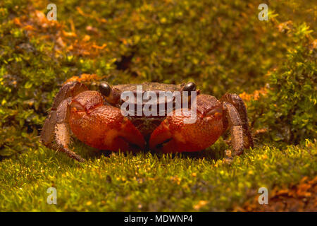 Petit crabe vampire d'eau douce Banque D'Images