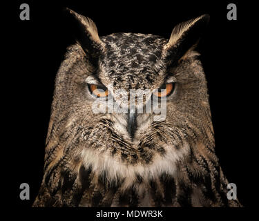 Un choc frontal Portrait d'un grand hibou sur un fond noir Banque D'Images