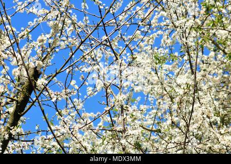 Belles fleurs blanches sur l'arbre contre un ciel bleu profond Banque D'Images