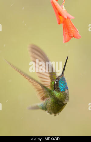 - Colibri magnifique, belle Eugene fulgens colibri coloré de forêts de l'Amérique centrale, le Costa Rica. Banque D'Images