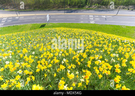 Telford, Shropshire, au Royaume-Uni. 20 avril, 2018. 170 000 les jonquilles sont en fleurs à Telford, Shropshire, pour marquer le 50e anniversaire de la ville de sa création comme une nouvelle ville. Les bulbes plantés, en décembre dernier, par le conseil de ville, sont sur Hollingsgate Mound près du centre-ville et sont décrites par le conseil comme une agréable vue pour la circulation. Telford a commencé en tant qu'une des villes nouvelles en 1968 comme un surplus de gens de maison à proximité de l'agglomération de Birmingham. Banque D'Images