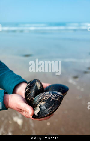 Le Nord du Pays de Galles, Royaume-Uni 20 avril 2018, UK Weather : un front météo restera dans le Royaume Uni pour les jours à venir et dans le week-end, les gens commencent à la tête à la plage avec cette personne forraging pour l'énorme Qhahog Les palourdes sur une plage sur Anglesy, au Pays de Galles © DGDImages/Alamy Live News Banque D'Images