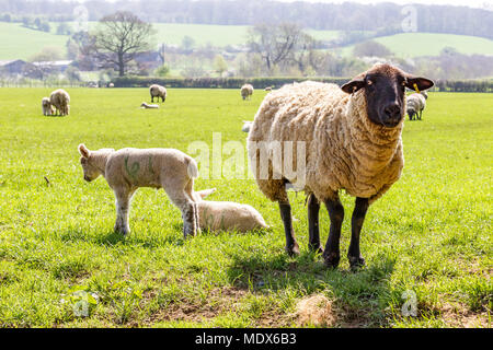 Weedon, Northamptonshire. Royaume-uni le 20 avril 2018. Météo. Moutons et agneaux de printemps le soleil brille dans un champ sur le outskirsts de Weedon, Crédit : Keith J Smith./Alamy Live News Banque D'Images