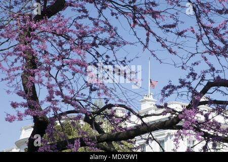WASHINGTON, DC - SEMAINE DU 16 AVRIL : le drapeau américain, vu à travers les branches d'un arbre planté par Redbud l'est l'ancien président George H. W. Bush et son épouse Barbara Bush, est en berne au-dessus de la Maison blanche en mémoire de l'ex-Première Dame Barbara Bush, le mercredi 18 avril 2018, à Washington, D.C.L Personnes : Le président Donald Trump Banque D'Images