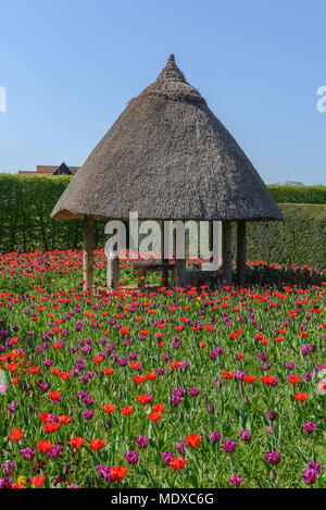 West Sussex, UK. 20 avril, 2018. À partir de mi-avril à début mai, Arundel Castle est l'endroit idéal pour les amateurs de tulipes au cours de cette période, plus de 60 000 tulipes seront fleurissent dans les magnifiques jardins du château aux visiteurs l'une des plus impressionnantes tulip s'affiche dans le pays. Une large gamme de variétés de tulipes sera en fleur au Château créer une explosion de couleurs tout au long de son vaste jardin clos. Credit : Jonathan Ward/Alamy Live News Banque D'Images