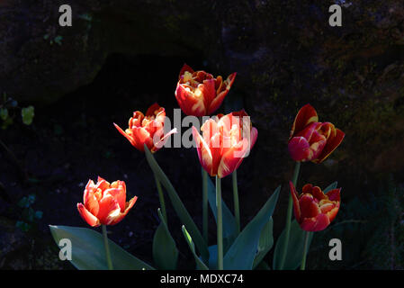 West Sussex, UK. 20 avril, 2018. À partir de mi-avril à début mai, Arundel Castle est l'endroit idéal pour les amateurs de tulipes au cours de cette période, plus de 60 000 tulipes seront fleurissent dans les magnifiques jardins du château aux visiteurs l'une des plus impressionnantes tulip s'affiche dans le pays. Une large gamme de variétés de tulipes sera en fleur au Château créer une explosion de couleurs tout au long de son vaste jardin clos. Credit : Jonathan Ward/Alamy Live News Banque D'Images