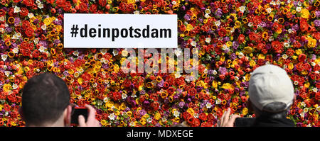 Potsdam, Allemagne. 21 avril 2018. Des centaines de tulipes dans un mur de fleurs, que les gens prennent des photos. Le 21e Festival de la tulipe est organisé dans le quartier hollandais de Potsdam. Photo : Ralf Hirschberger/dpa dpa : Crédit photo alliance/Alamy Live News Banque D'Images