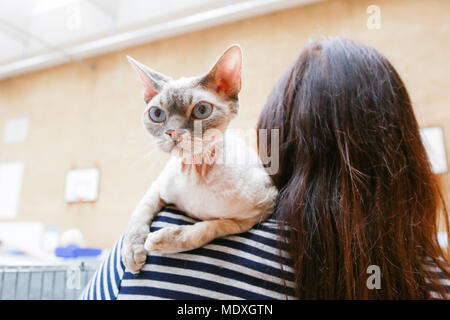 Une race Devon Rex attend patiemment avec son propriétaire en attendant d'être jugés au British Ragdoll Cat Club show. Les chats de Ragdoll sont réputés pour leur caractère décontracté et chiot-comme la nature. Banque D'Images