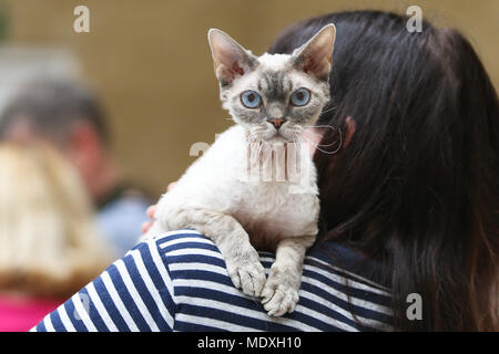 Une race Devon Rex attend patiemment avec son propriétaire en attendant d'être jugés au British Ragdoll Cat Club show. Les chats de Ragdoll sont réputés pour leur caractère décontracté et chiot-comme la nature. Banque D'Images