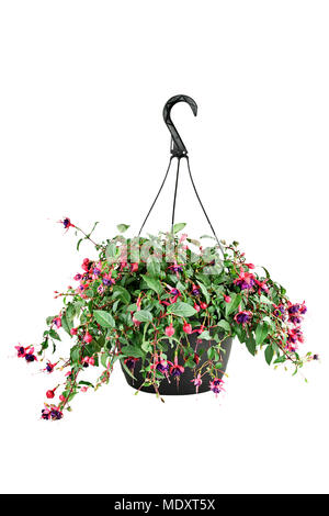 Hanging pot d'une plante Fuchsia avec chemin de détourage. Banque D'Images