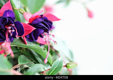 Gros plan d'une belle plante Fuchsia avec copie espace. Focus sélectif avec une faible profondeur de champ. Banque D'Images