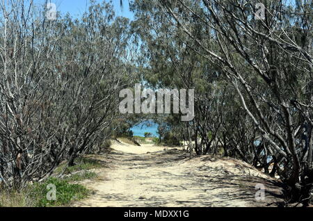 Arbres Bush formant un tunnel. Chemin de la plage au point Laggers (South West Rocks, NSW, Australie). Banque D'Images