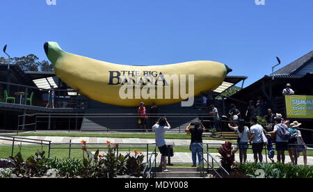 Coffs Harbour, Australie - 24 Déc., 2017. La grande banane est un site emblématique (parc de loisirs) et à Coffs Harbour. Prendre touristique photo du Big Is Banque D'Images