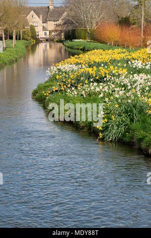 Les jonquilles au printemps le long de la rivière Windrush en Bourton On The Water, Cotswolds, Gloucestershire, Angleterre Banque D'Images