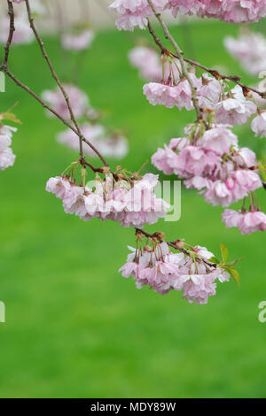 Prunus 'Accolade'. Cherry Blossom tree 'Accolade' en avril. UK Banque D'Images