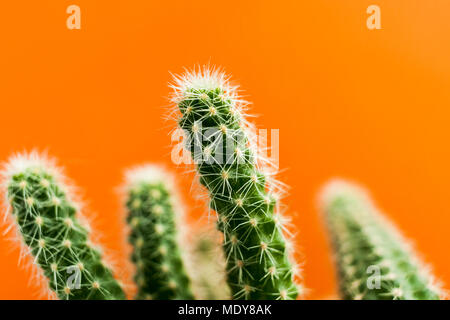 Tiges succulentes cactus vert sur fond orange vif. Banque D'Images