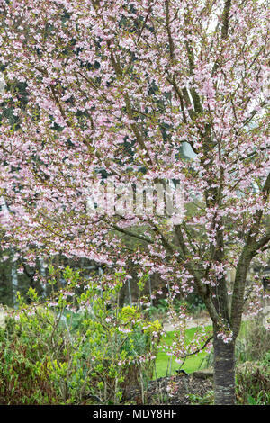 Prunus pendula ascendens 'Rosea'. Ordre croissant cerise pleureur 'Rosea' Arbre en fleurs à RHS Wisley Gardens, Surrey, UK Banque D'Images