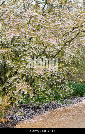 Prunus 'La Mariée' . Cerisiers en fleurs à RHS Wisley Gardens, Surrey, UK Banque D'Images