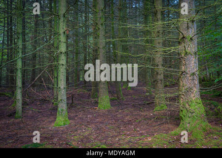 Spooky forêt de sapins, Odenwald, Hesse, Germany, Europe Banque D'Images