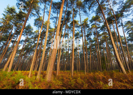 Les troncs des arbres d'une forêt de pins à l'automne sur un matin ensoleillé en Hesse, Allemagne Banque D'Images