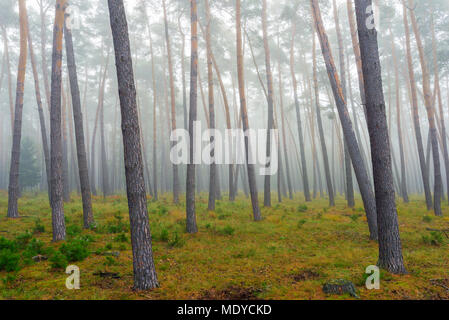 Les troncs des arbres d'une forêt de pins sur un matin brumeux à l'automne en Hesse, Allemagne Banque D'Images