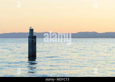 Sur Gull d' bateau poster au crépuscule sur le lac de Garde (Lago di Garda) à Garda en Vénétie, Italie Banque D'Images