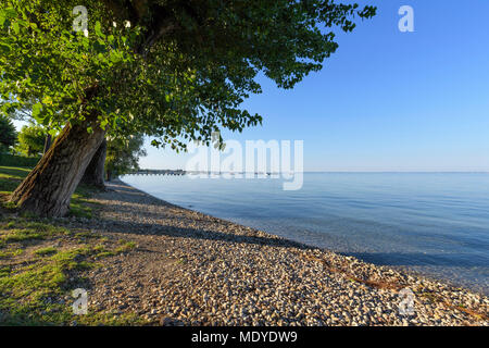 Arbre sur la plage au bord du lac à Bardolino lors d'une journée ensoleillée sur le lac de Garde (Lago di Garda) dans la région de Veneto, Italie Banque D'Images