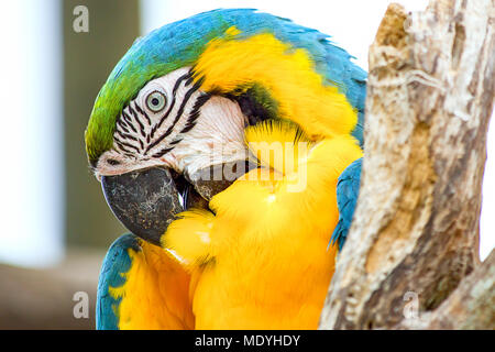 Un papillon bleu et jaune grooms ses plumes. Banque D'Images