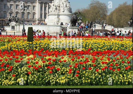 20 avril 2018. Hot Spring météo à Green Park avec des tulipes sur l'affichage à l'extérieur de Buckingham Palace, London, UK Banque D'Images