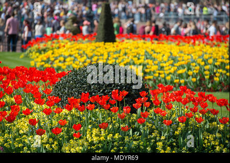 Avril 2018. Hot Spring météo à Green Park avec des tulipes sur l'affichage à l'extérieur de Buckingham Palace, London, UK Banque D'Images