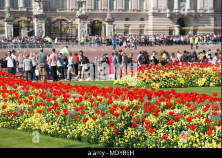 20 avril 2018. Hot Spring météo à Green Park avec des tulipes sur l'affichage à l'extérieur de Buckingham Palace, London, UK Banque D'Images