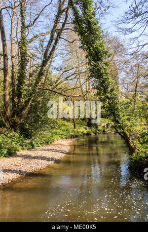 La rivière qui coule à travers le Sid adieux, Sidmouth. Le Sid est un des meilleurs cours d'eau, 6 km de long. Banque D'Images