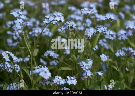 Ne m'oubliez pas les fleurs (Myosotis) Banque D'Images