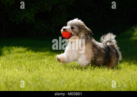 Peu ludique havanese puppy chien qui court avec une boule rouge dans la bouche dans l'herbe Banque D'Images