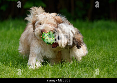 Deux chiots Bichon havanais jouer avec un jouet dans l'herbe verte Banque D'Images