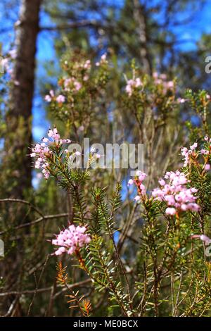 Erica Canaliculata fleurs roses dans la montagne au Printemps Banque D'Images