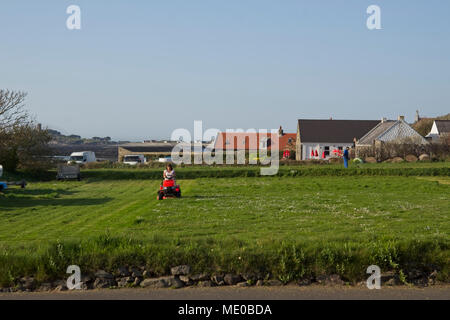 Femme de tondeuse motorisée sur l'herbe sur grand terrain. Banque D'Images