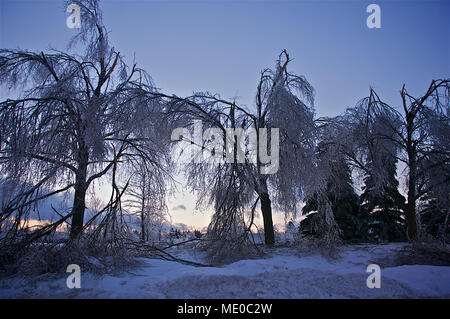 Le paysage des arbres endommagés après une tempête de verglas Banque D'Images