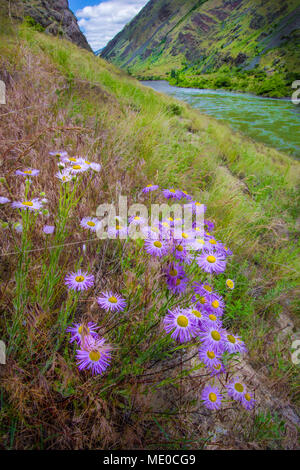 Fleabane, Hells Canyon, Snake River, gorges les plus profondes d'Amérique du Nord (2400 m), forme la frontière de l'Idaho et l'Oregon. Norton a dirigé le photographe fig Banque D'Images