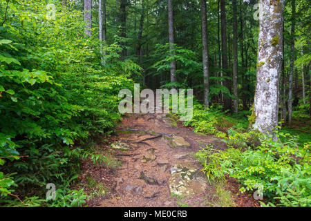 Sentier à travers forêt après la pluie à Waldhauser dans le Parc National de la Forêt bavaroise en Bavière, Allemagne Banque D'Images
