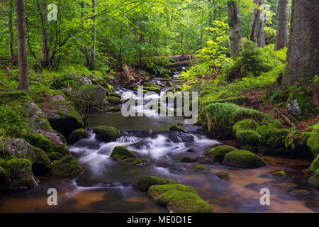 Ruisseau de montagne après la pluie à Kleine Ohe à Waldhauser dans le Parc National de la Forêt bavaroise en Bavière, Allemagne Banque D'Images