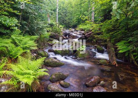 Ruisseau de montagne après la pluie à Kleine Ohe à Waldhauser dans le Parc National de la Forêt bavaroise en Bavière, Allemagne Banque D'Images