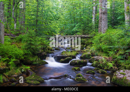 Ruisseau de montagne après la pluie à Kleine Ohe à Waldhauser dans le Parc National de la Forêt bavaroise en Bavière, Allemagne Banque D'Images