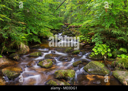 Ruisseau de montagne après la pluie à Kleine Ohe à Waldhauser dans le Parc National de la Forêt bavaroise en Bavière, Allemagne Banque D'Images